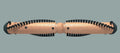 Center Pulley Brush Roll - Rainbow (D4 SE-PE E)